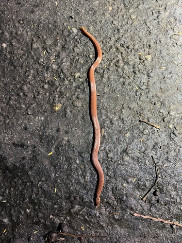 Photo of a Boie's Rough-sided Snake (Aspidura brachyorrhos)