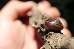 Helminthoglypta traskii