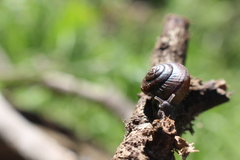 Helminthoglypta traskii