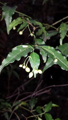 Tarenna alleizettei