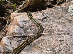 Lygophis anomalus
