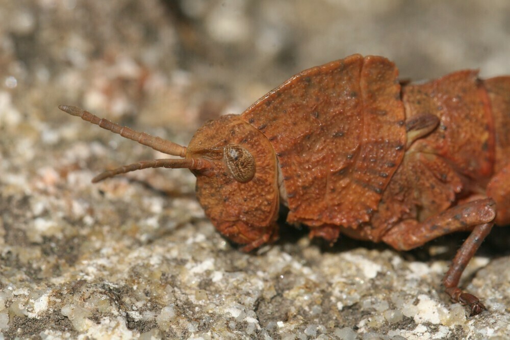 Thick-necked Stone Grasshopper