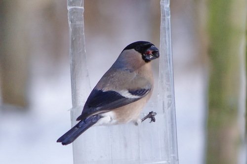 Juodagalvė sniegena nuotrauka