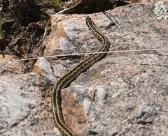 Lygophis anomalus
