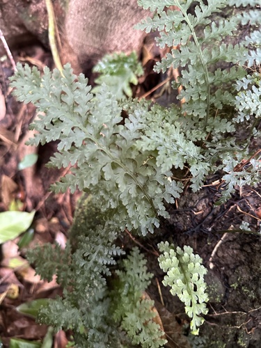 Vandenboschia davallioides