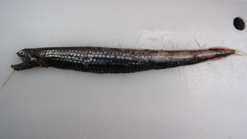 Black-Belly Dragonfish