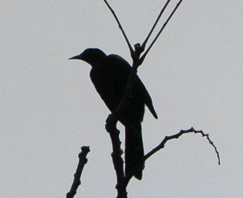 Epaulet Oriole (Icterus cayanensis), photo 10