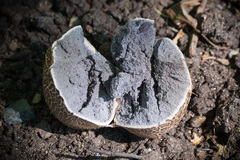 Scleroderma