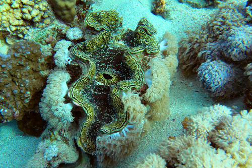 Fluted Giant Clam — seen at this dive site