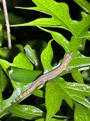 Madagascar Clawless Gecko photo 1
