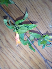 Clinopodium macrostemum