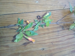 Clinopodium macrostemum