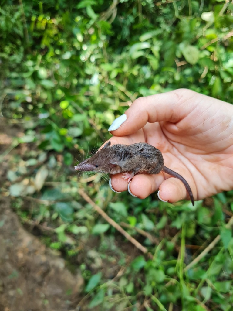 Jouvenet's Shrew
