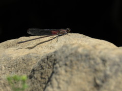 Hetaerina cruentata