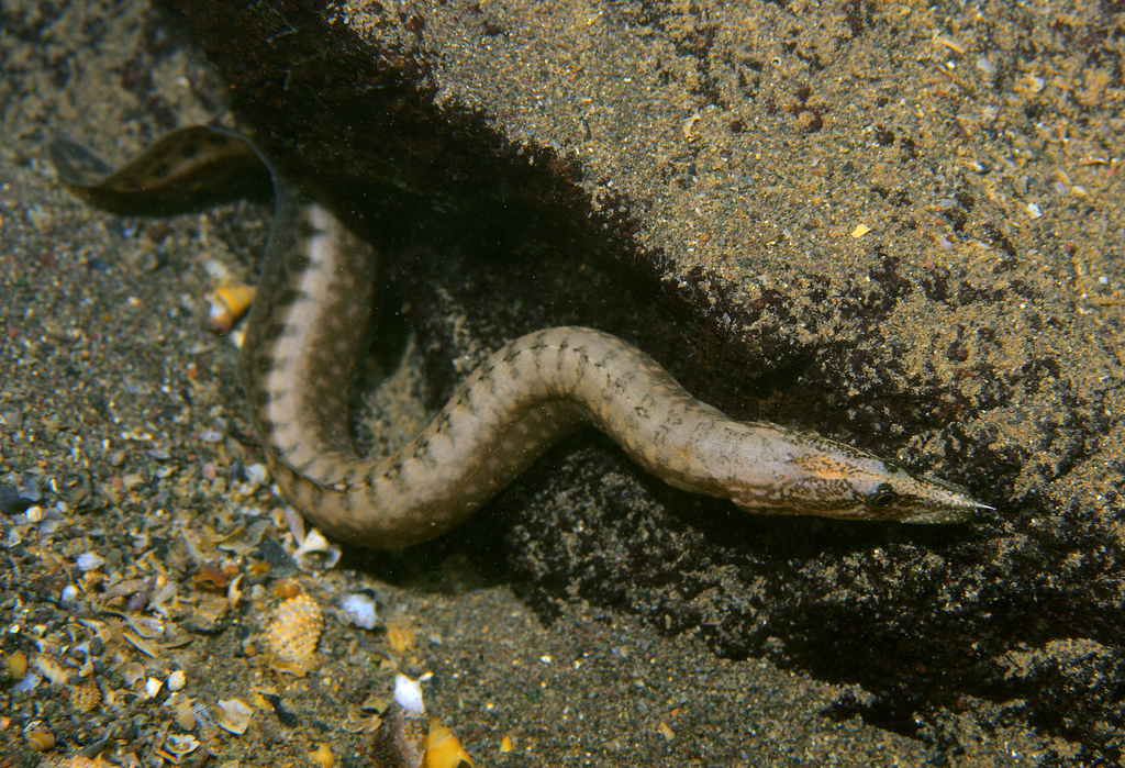 Spiny eel (Mastacembelus moorii) — Mastacembelidae