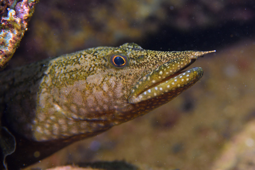 Spiny eel (Mastacembelus moorii) — Mastacembelidae — 3