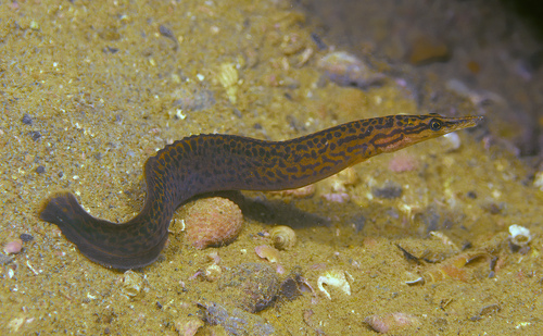 Flatbody spiny eel (Mastacembelus platysoma) — Mastacembelidae — 3