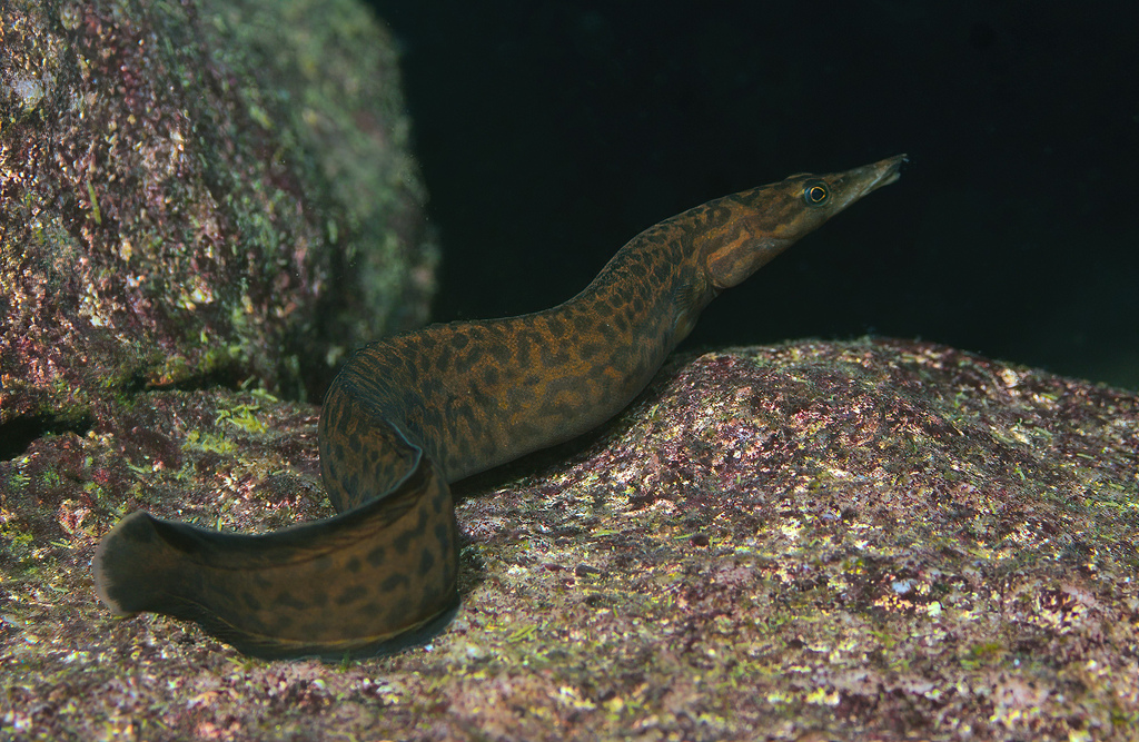 Flatbody spiny eel (Mastacembelus platysoma) — Mastacembelidae