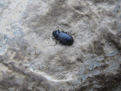 Anaedus
