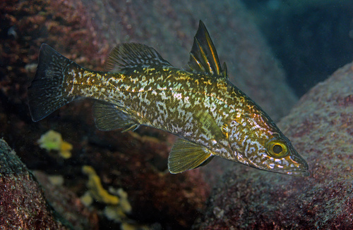 Tanganyika lates (Lates angustifrons) — Latidae