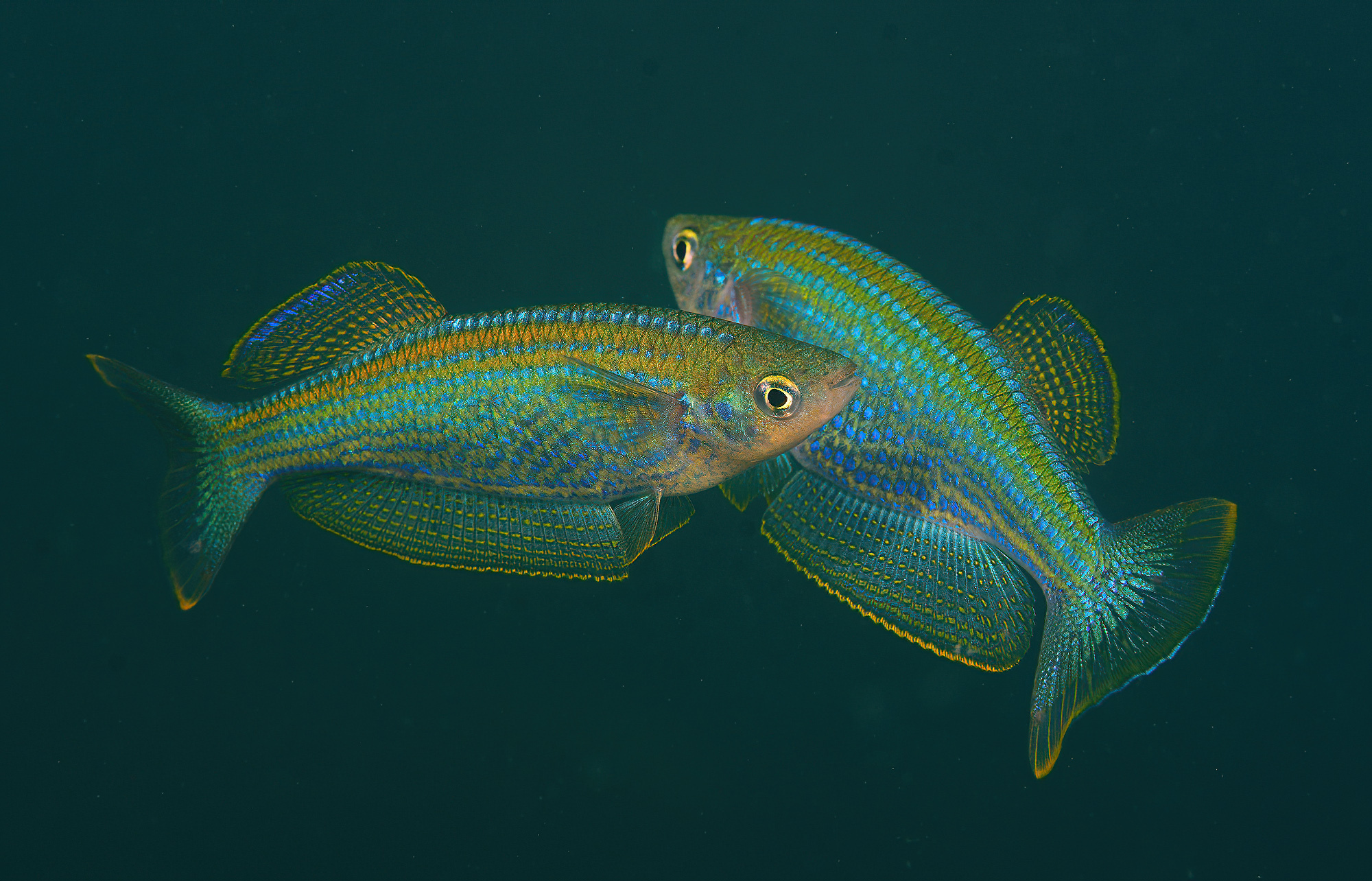 Lamprichthys tanganicanus