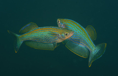 Tanganyika Killifhish photo 1