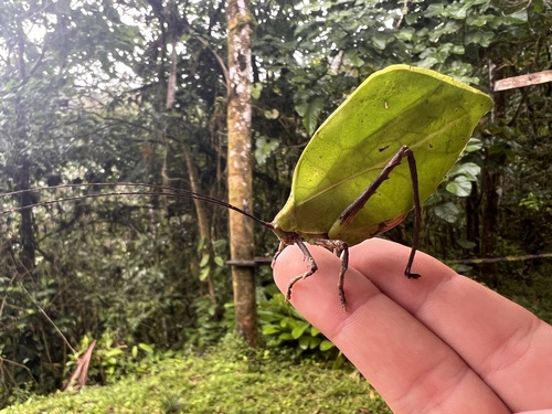 Mimetica imperatrix