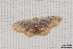 Idaea scintillularia