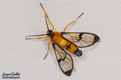 Pseudosphex leovazquezae