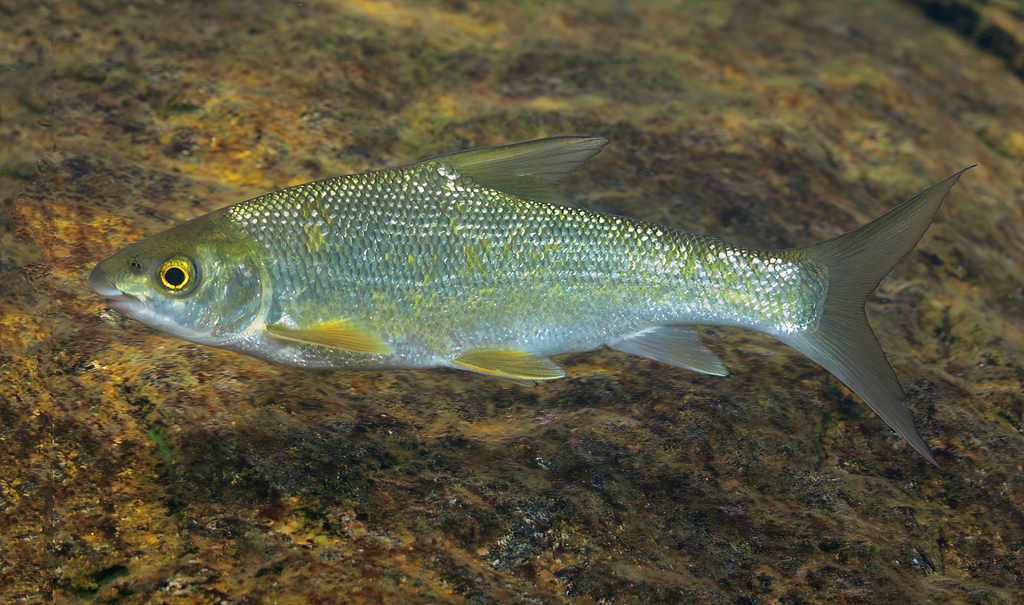 Mbaraga