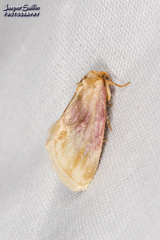 Chamaeclea basiochrea