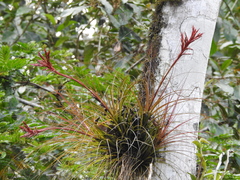 Tillandsia festucoides