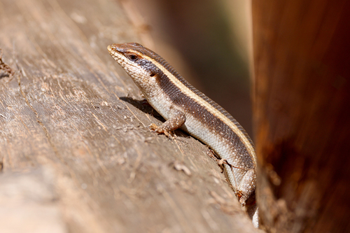 Trachylepis striata