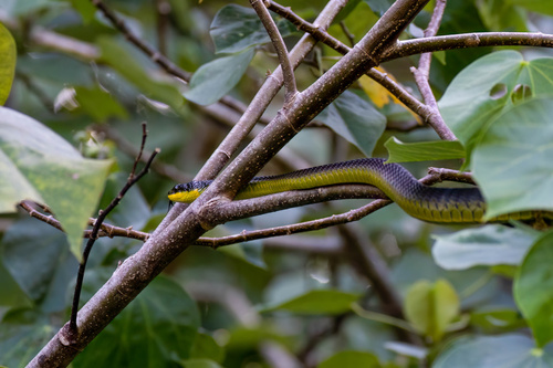 Common Tree Snake sighting