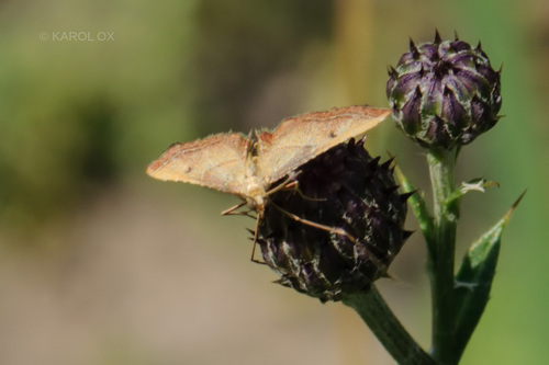 vijačka plamenná (Endotricha flammealis)