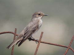Spotted Flycatcher photo 5