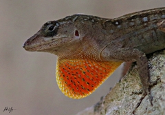 Brown Anole photo 4