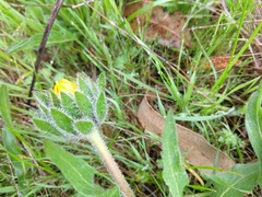 Wyethia angustifolia