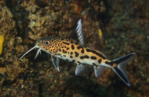 Cuckoo catfish (Synodontis multipunctatus) — Mochokidae