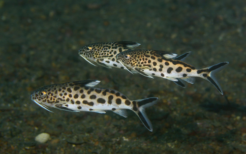 Cuckoo catfish (Synodontis multipunctatus) — Mochokidae