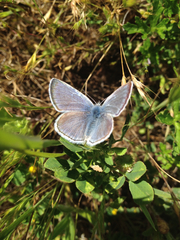 Icaricia icarioides missionensis