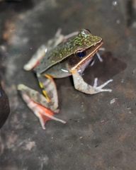 Warszewitsch's Frog photo 5