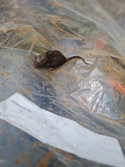 Therese's Shrew photo 1