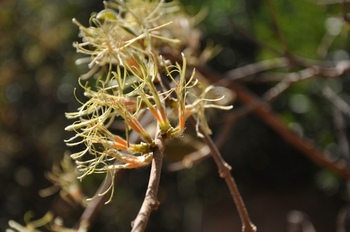 Silky matchflower