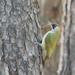 Southeastern Eurasian Green Woodpecker - Photo (c) Valia Pavlou, some rights reserved (CC BY-NC), uploaded by Valia Pavlou