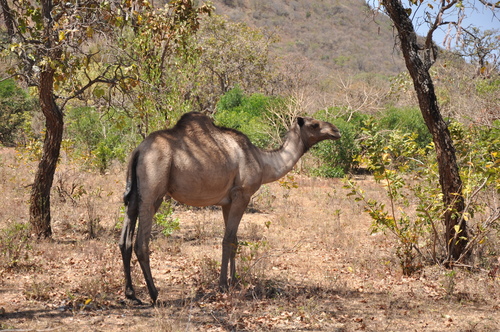 Dromedary Camel