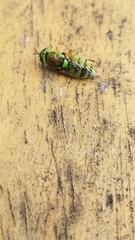 Odontomyia cincta