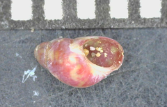 Eulithidium pulloides