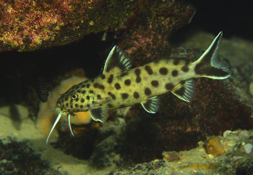 Cuckoo Catfish (Synodontis petricola) — Mochokidae