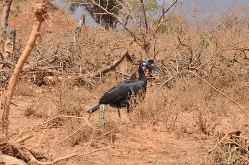 Abyssinian Ground-Hornbill